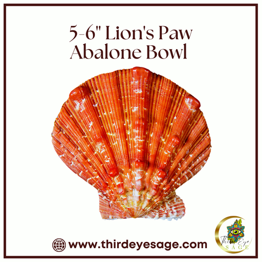 Embrace Ritual Elegance with Our 5-6" Lion’s Paw Abalone Bowl