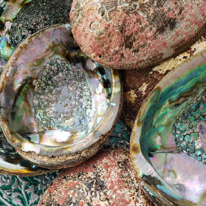 ✨Abalone Smudge Bowl - Large 5-7 Inch - for Incense, Crystals, Trinkets, and Keys!  🐚🌿✨