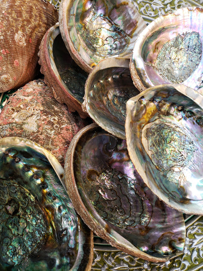 ✨ Abalone Smudge Bowl - Med 4-5 Inch - for Incense, Crystals, Trinkets, and Keys! 🐚🌿✨